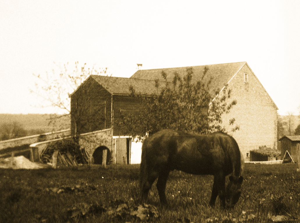 Old Barn Horse Crop